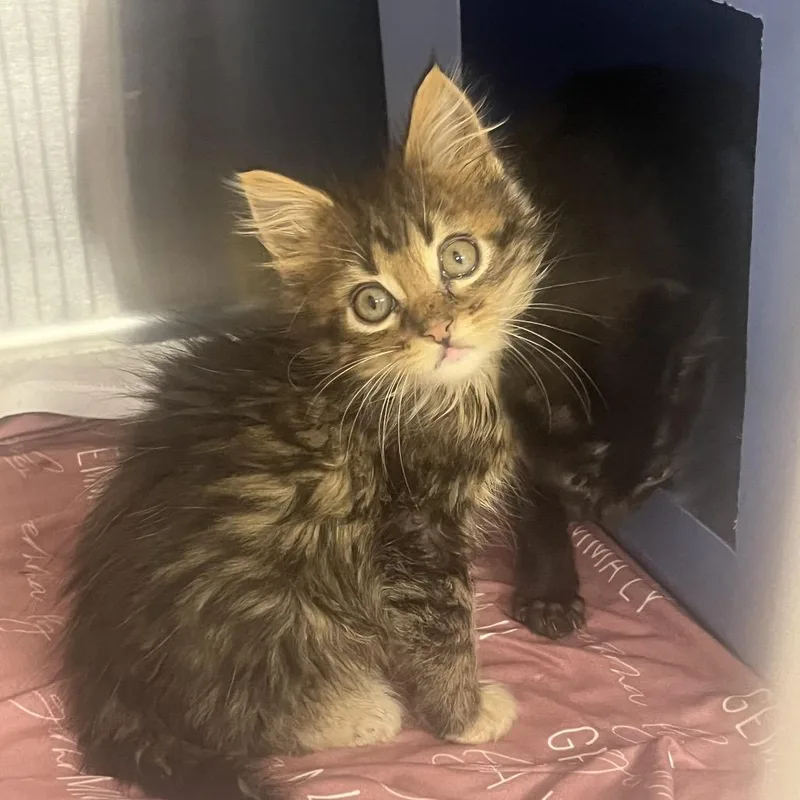 A baby small-sized male Brown / Chocolate Domestic Medium Hair cat named PrairieC for adoption in East Saint Louis, IL