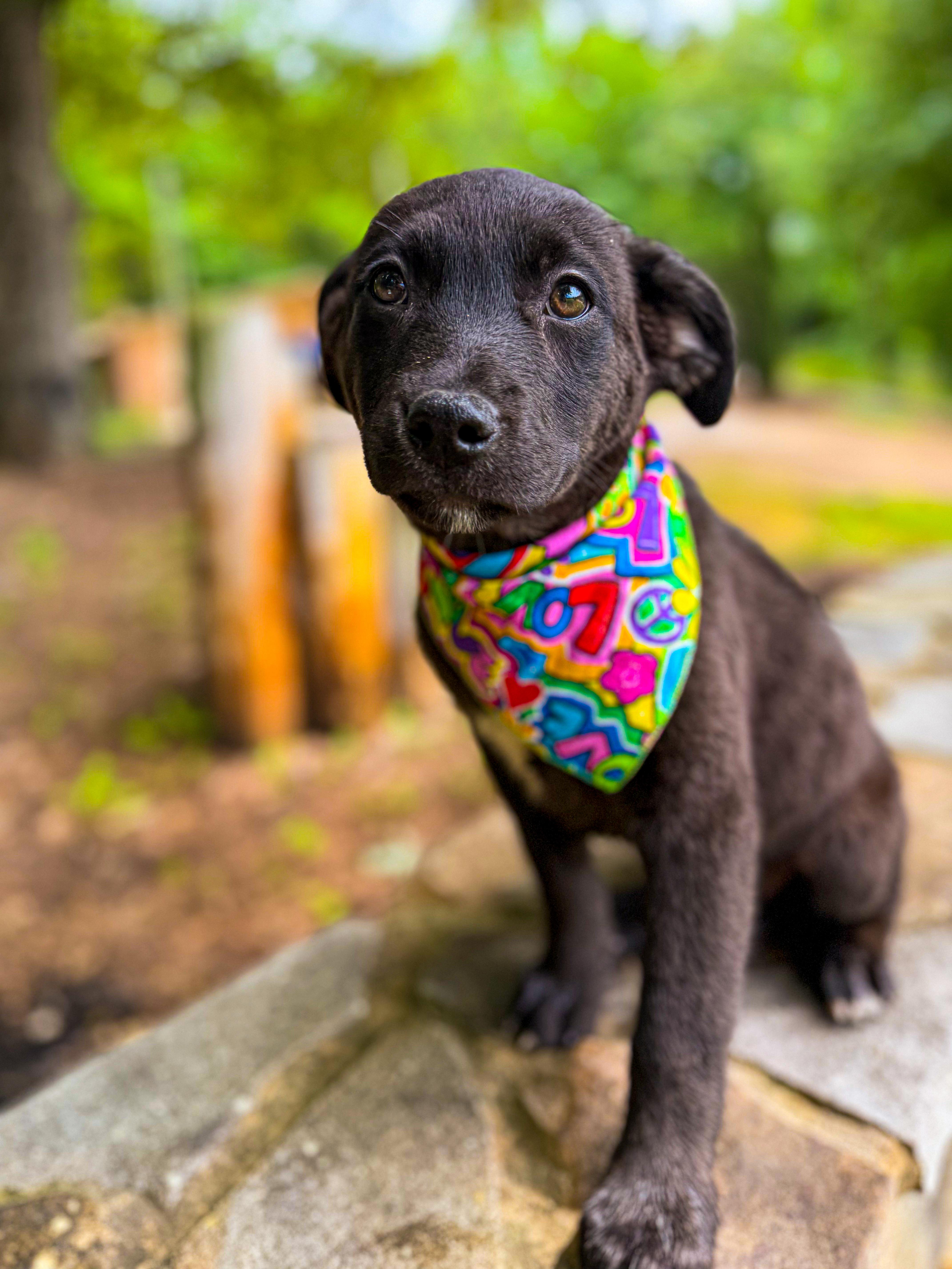 A young medium-sized female Black Labrador Retriever dog named Lacey for adoption in Newfoundland, NJ