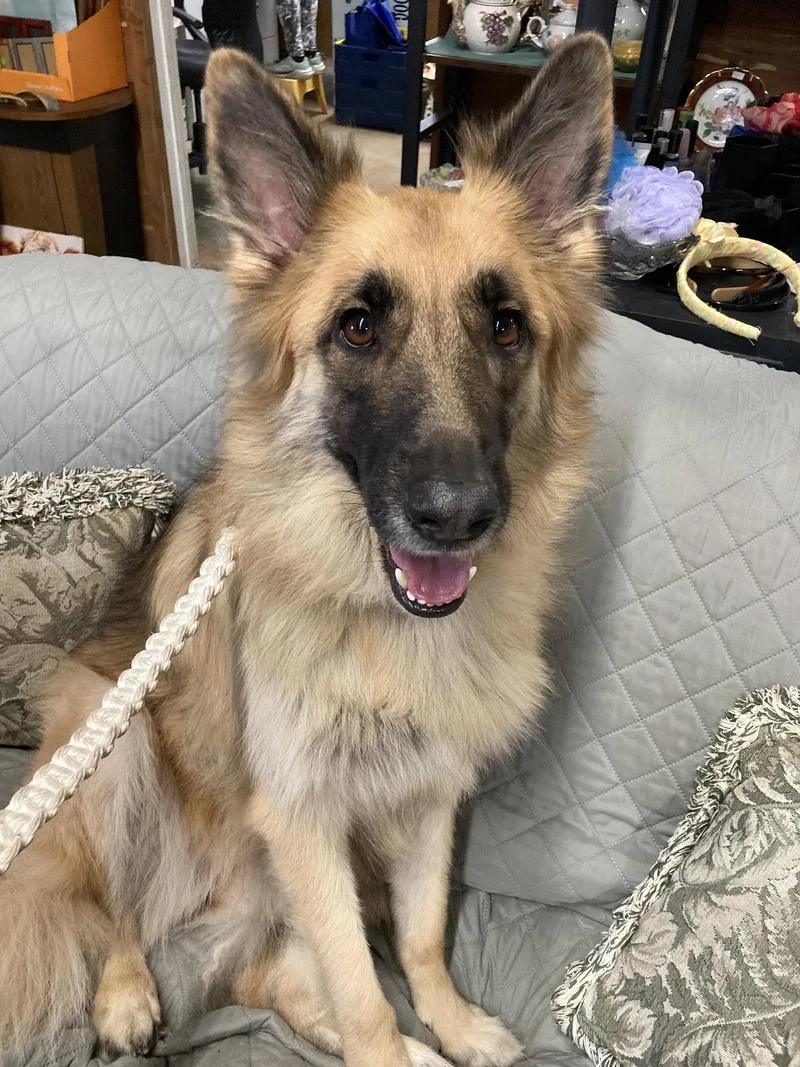 An adult large-sized female German Shepherd Dog dog named Demi for adoption in Evergreen, CO