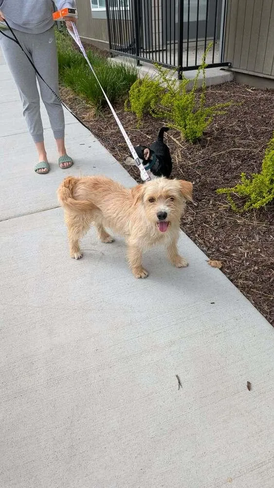 A young medium-sized female Cairn Terrier dog named Dolly Parton for adoption in Parker, CO