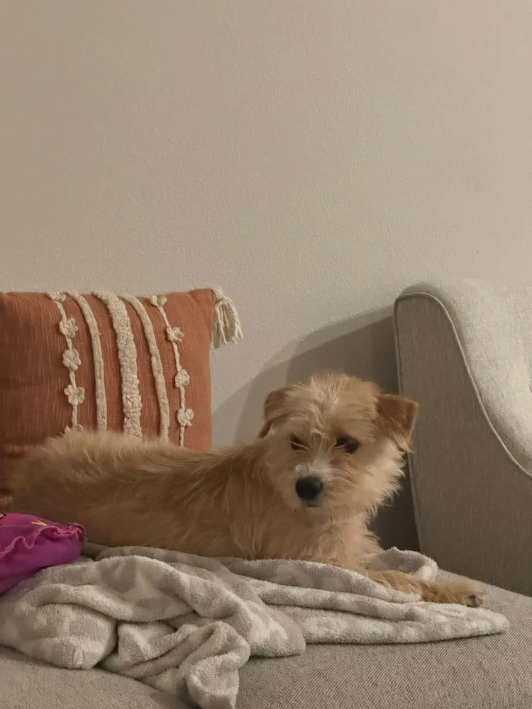 Dolly Parton thumbnail 2