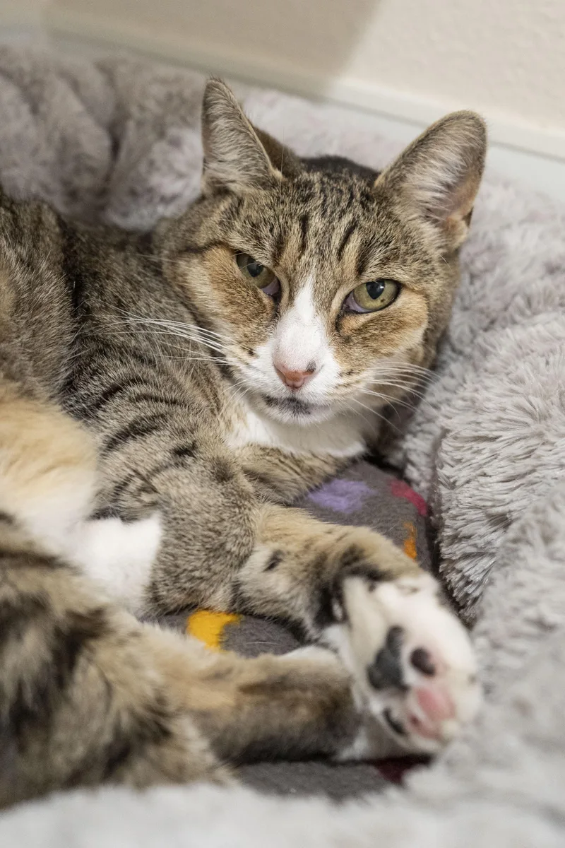 An adult medium-sized female Tabby (Brown / Chocolate) Domestic Short Hair cat named Keke for adoption in Boise, ID
