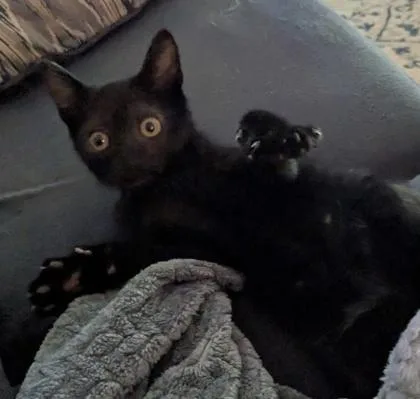 A baby small-sized male Domestic Short Hair cat named Boba for adoption in Cumming, GA