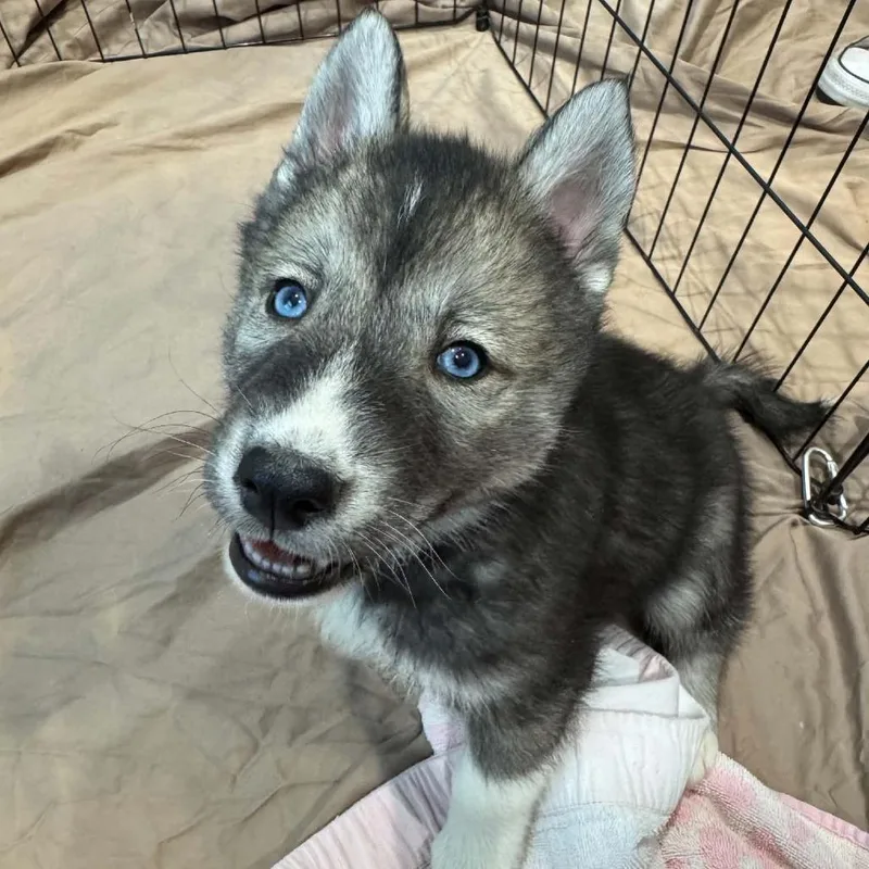 A baby medium-sized female Husky dog named Miko for adoption in Seminole, FL