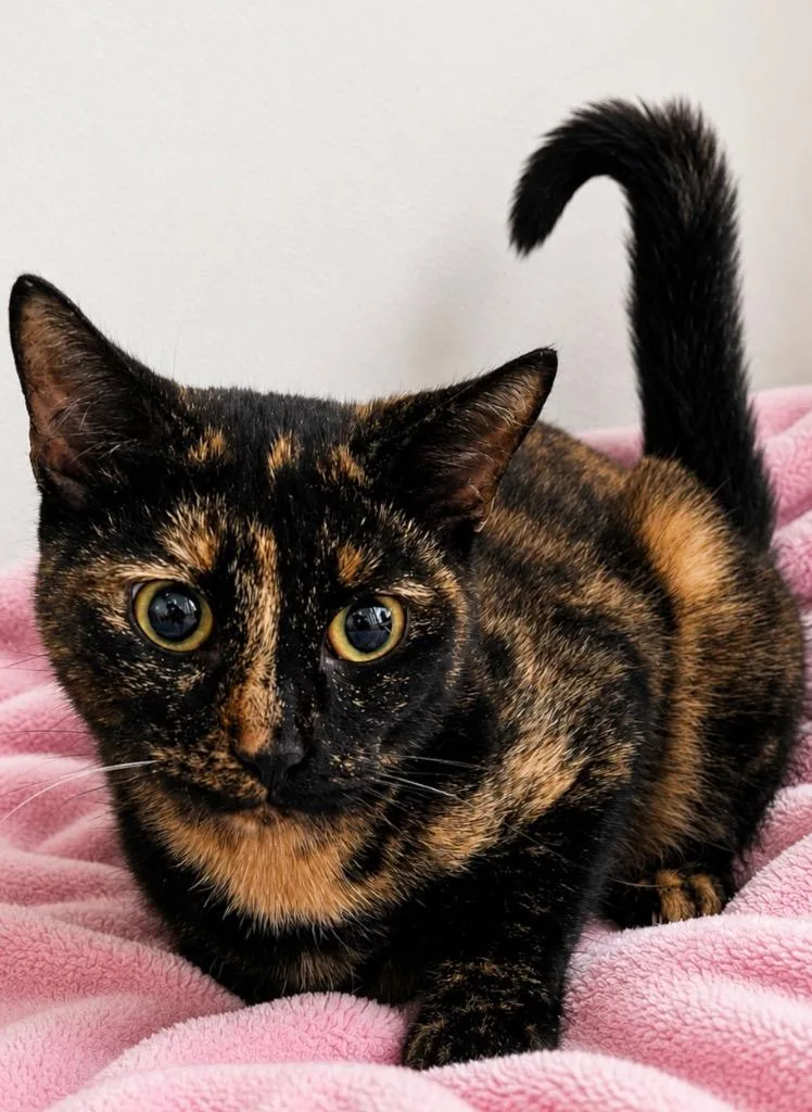 A young small-sized female Domestic Short Hair cat named Jaden for adoption in Labelle, FL