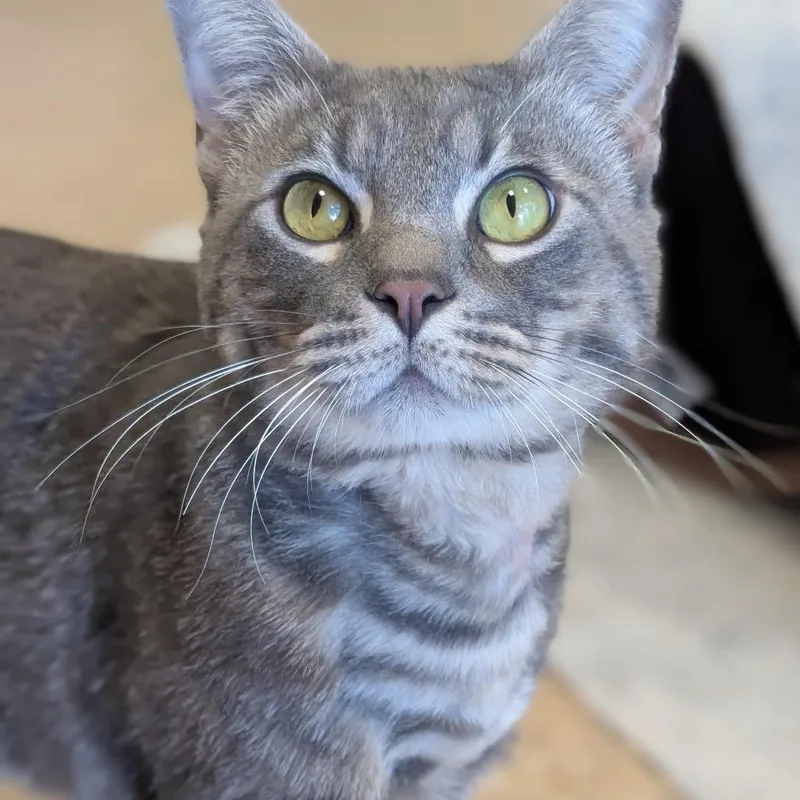 An adult large-sized male Gray / Blue / Silver Domestic Medium Hair cat named Bugatti for adoption in Sonoma, CA