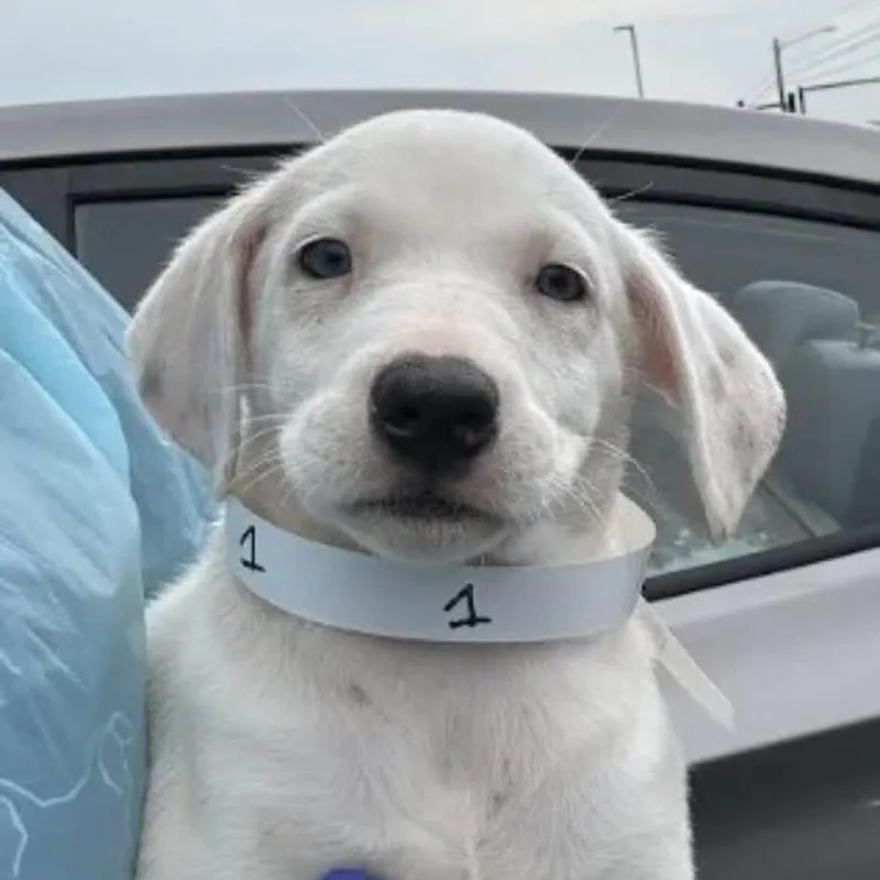 A baby medium-sized female White / Cream Mixed Breed dog named Beverly for adoption in Long Island City, NY