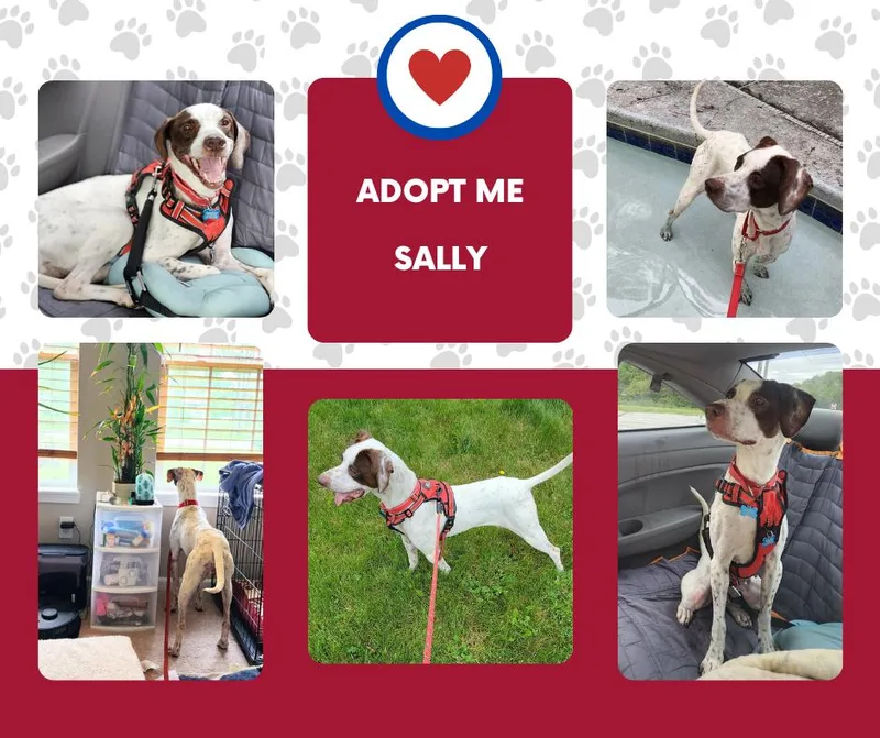 An adult medium-sized female White / Cream English Pointer dog named Sally for adoption in Bridgeton, NJ