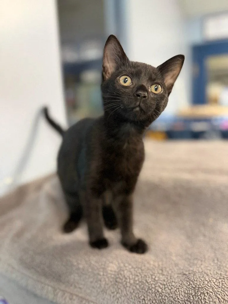A baby small-sized female Black Domestic Short Hair cat named Gemma for adoption in Lovingston, VA