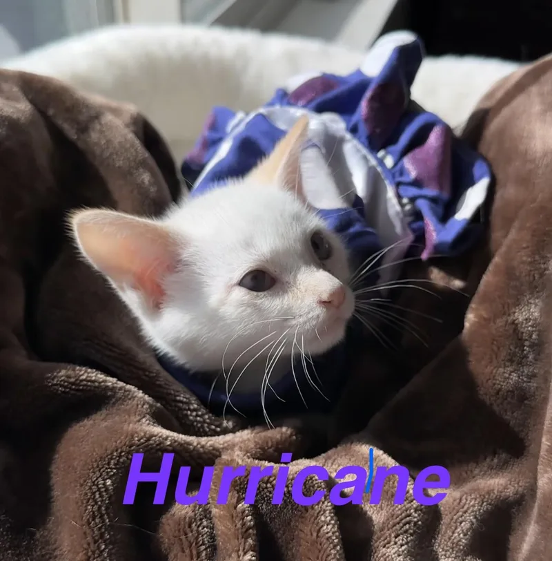 Hurricane
