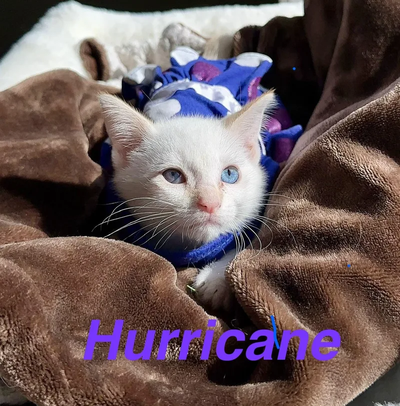 Hurricane thumbnail 2