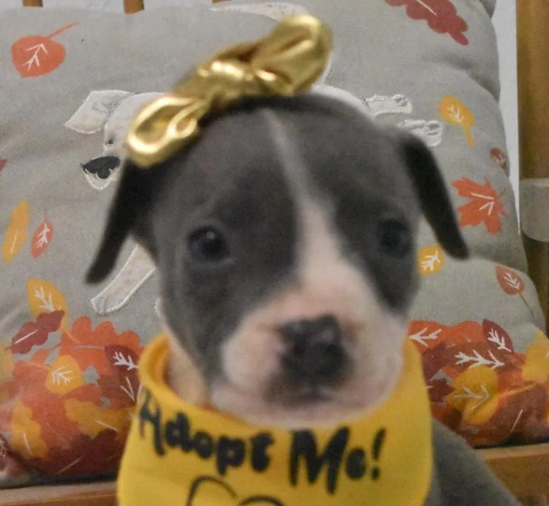 Jellybelly thumbnail 2