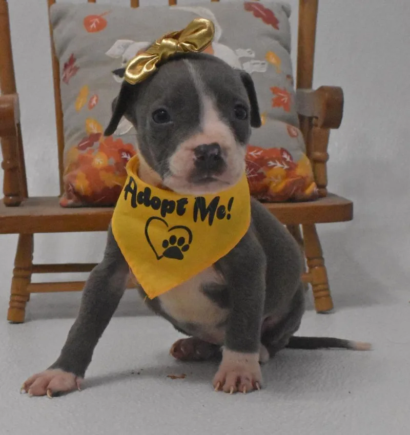 Jellybelly thumbnail 3