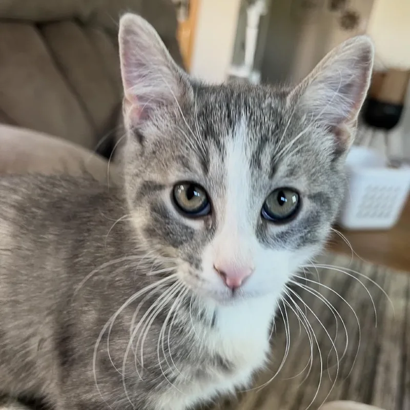 A baby small-sized male Gray / Blue / Silver Domestic Short Hair cat named Tritt for adoption in Bismarck, ND