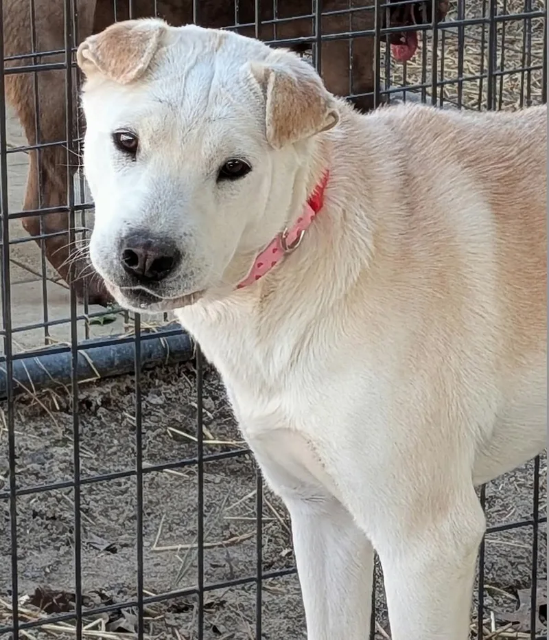 Sally Girl