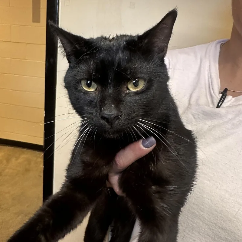 An adult medium-sized male Black Domestic Short Hair cat named Vegas C for adoption in Lebanon, TN