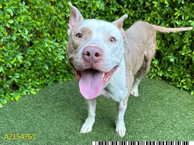 An adult large-sized male Mixed Breed dog named Buster for adoption in West Palm Beach, FL