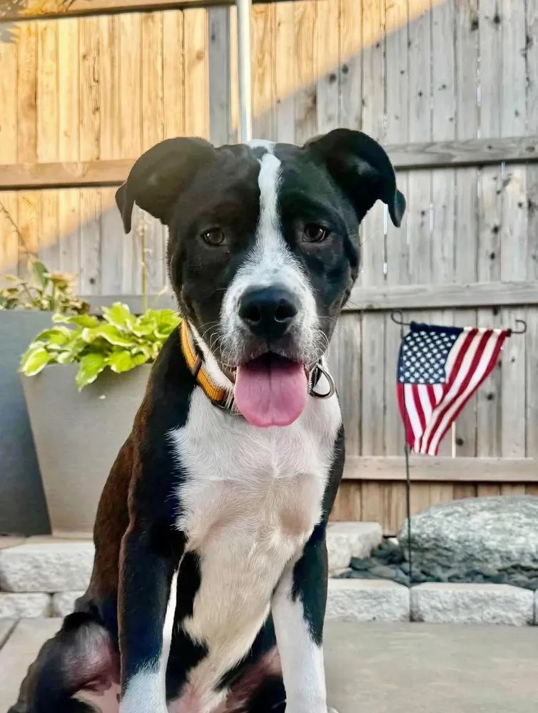 A baby medium-sized male American Bulldog dog named Buddy for adoption in Shawnee, OK