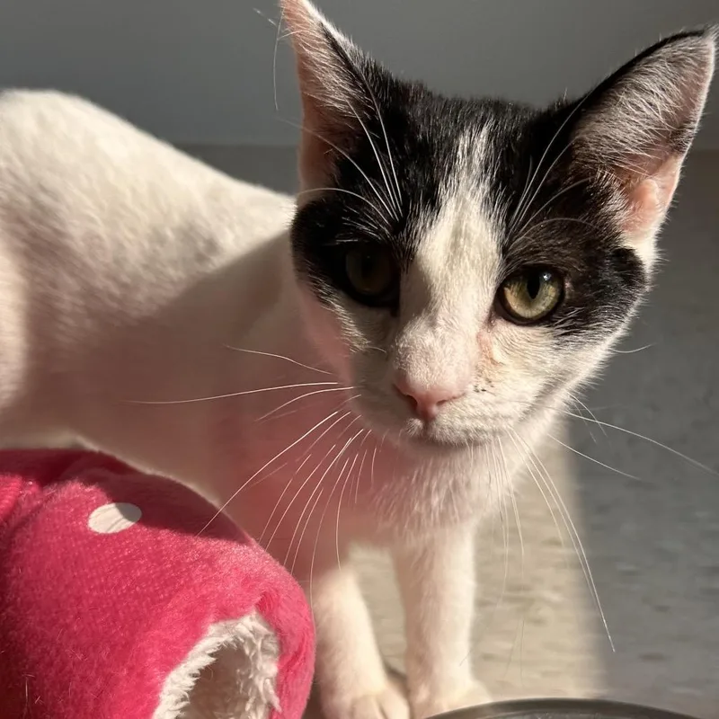Vitamin