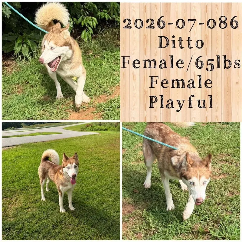 Ditto