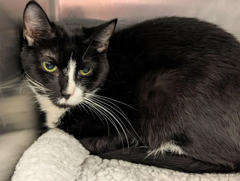 An adult medium-sized female Black & White / Tuxedo Domestic Short Hair cat named Parfait for adoption in Chambersburg, PA