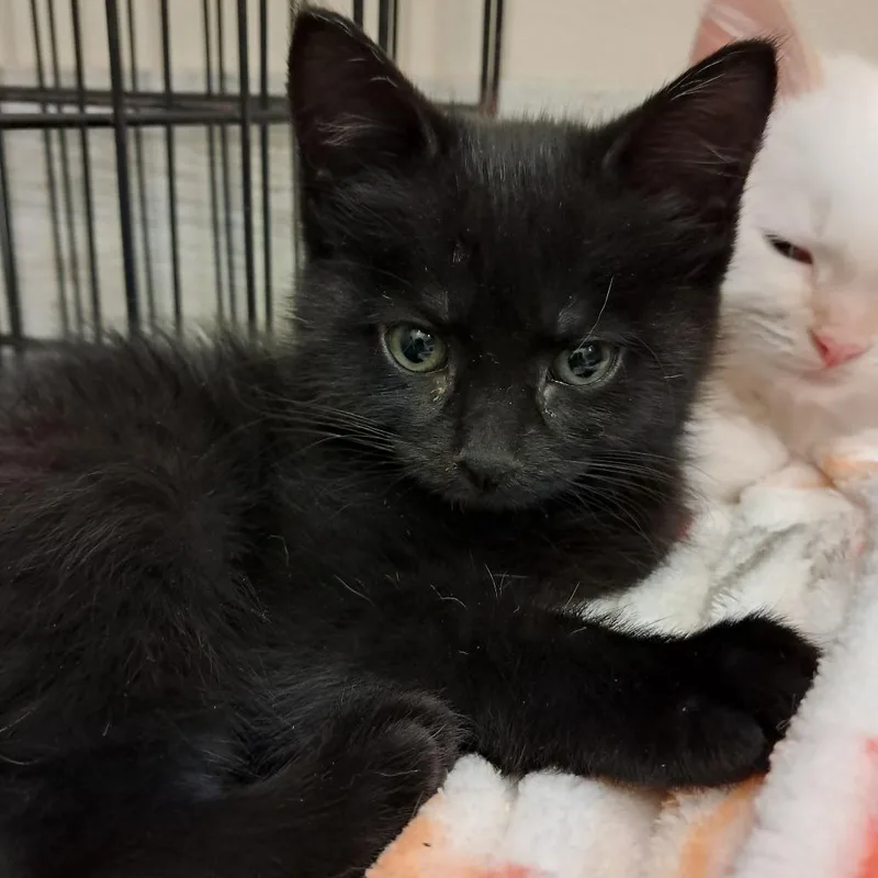 A baby small-sized female Black Domestic Medium Hair cat named Lovey for adoption in Concord, NH