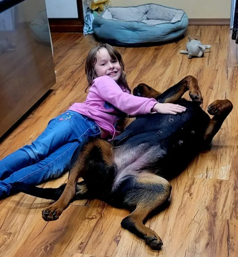 An adult large-sized female Bicolor Rottweiler dog named Freya for adoption in Colville , WA