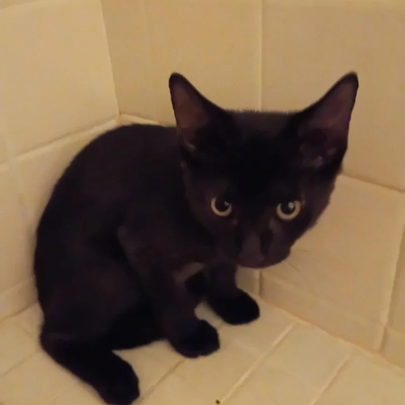 A baby small-sized male Black Domestic Short Hair cat named Ash for adoption in West Palm Beach, FL