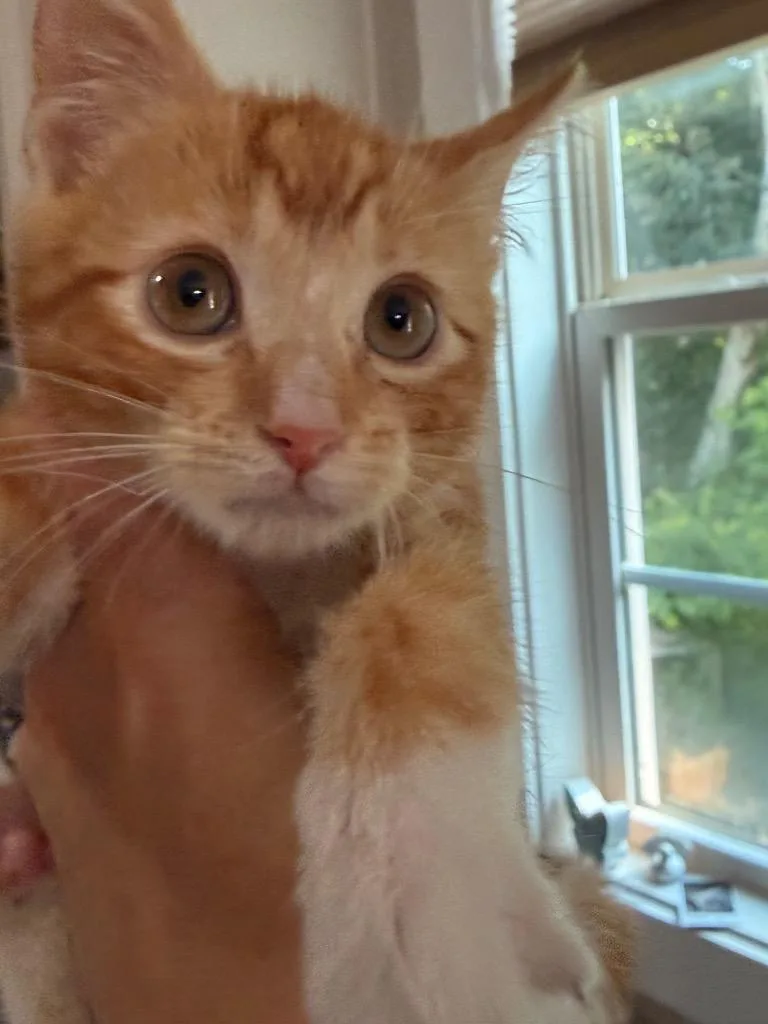 A baby small-sized male Domestic Short Hair cat named Aladdin for adoption in Newnan, GA