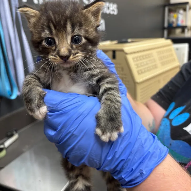 A baby small-sized male Gray / Blue / Silver Domestic Short Hair cat named Mr. Sun for adoption in Columbus, GA