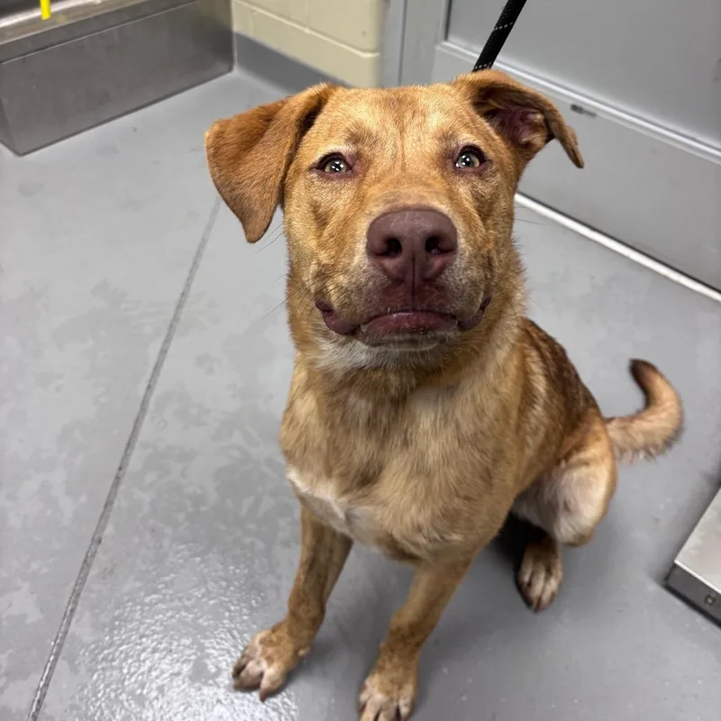 An adult medium-sized male Brown / Chocolate Mixed Breed dog named StrayndAvenue for adoption in Columbus, GA