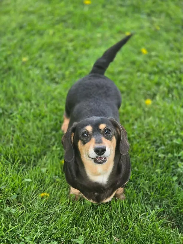 An adult small-sized female Black Dachshund dog named Emery for adoption in New York, NY