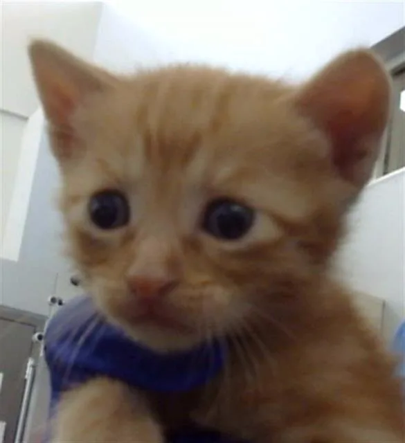 A baby medium-sized male Domestic Medium Hair cat named Smores for adoption in Dallas, TX