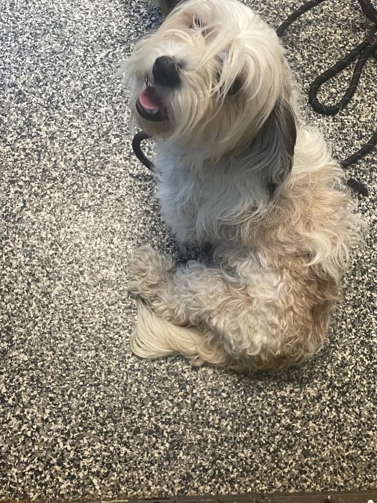 A young small-sized female Mixed Breed dog named Eleanor for adoption in Columbia, TN