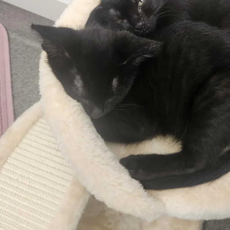 A baby small-sized male Black Domestic Short Hair cat named George for adoption in Brockton, MA