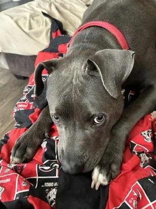 An adult medium-sized male Pit Bull Terrier dog named Dino for adoption in Atlanta, GA