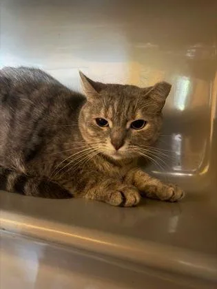 An adult medium-sized female Domestic Short Hair cat named Cindy for adoption in Williamsport, PA