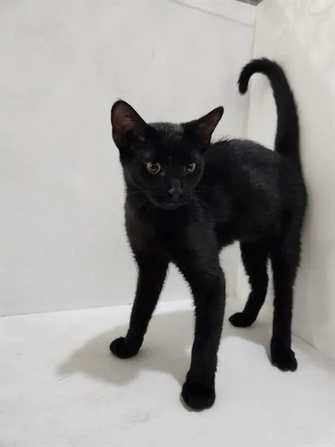 A baby medium-sized male Domestic Short Hair cat named Zedd for adoption in Winter Haven, FL