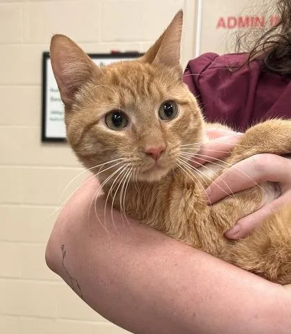 An adult medium-sized male Domestic Short Hair cat named Hopscotch for adoption in Fishers, IN