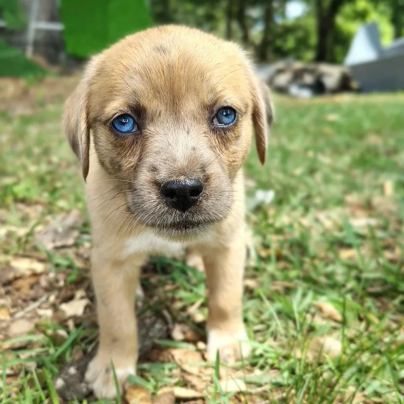 A baby small-sized female Yellow / Tan / Blond / Fawn Mixed Breed dog named Pearl for adoption in Ferndale, MI