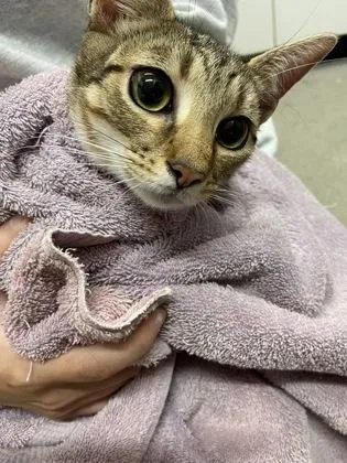 An adult small-sized female Domestic Short Hair cat named Hyundai for adoption in West Chester, PA