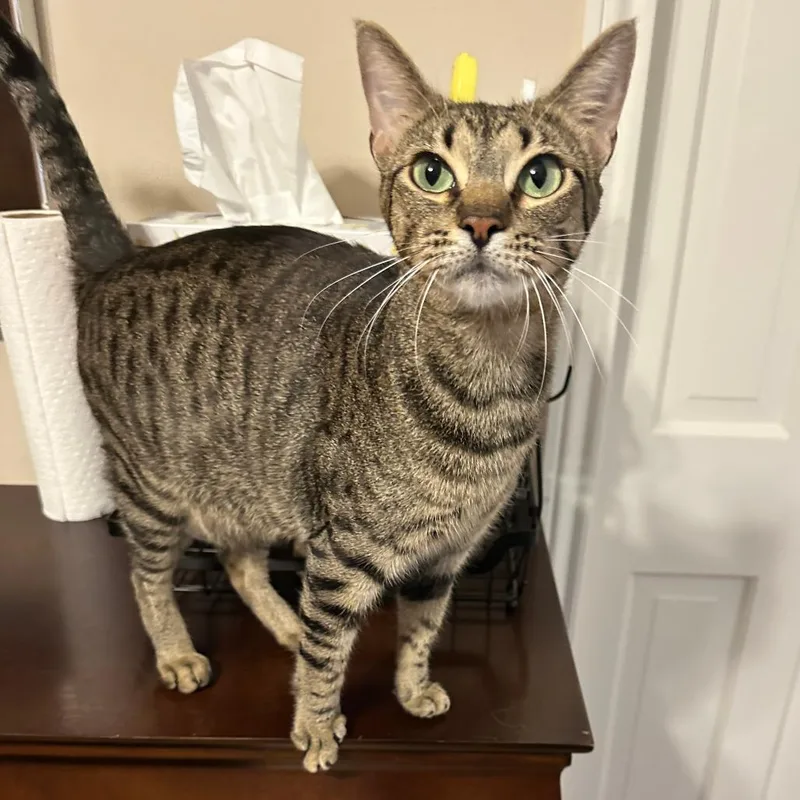 A young medium-sized female Brown / Chocolate Domestic Short Hair cat named Poppy for adoption in Houston, TX