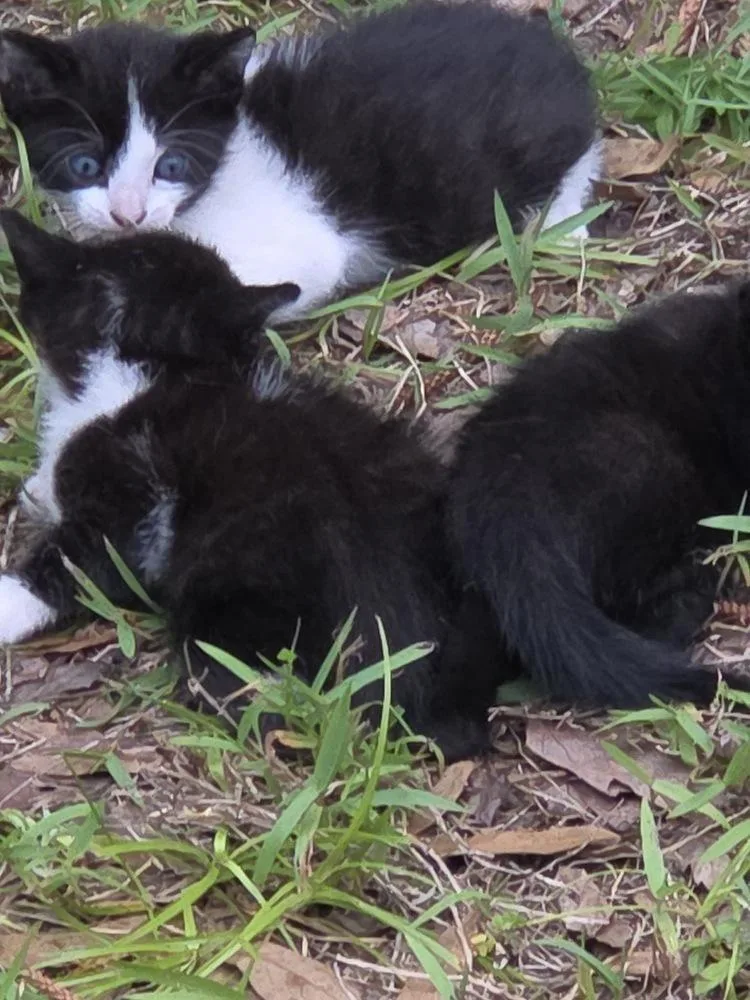A baby small-sized male Black & White / Tuxedo Domestic Short Hair cat named Two Bit for adoption in Orlando, FL