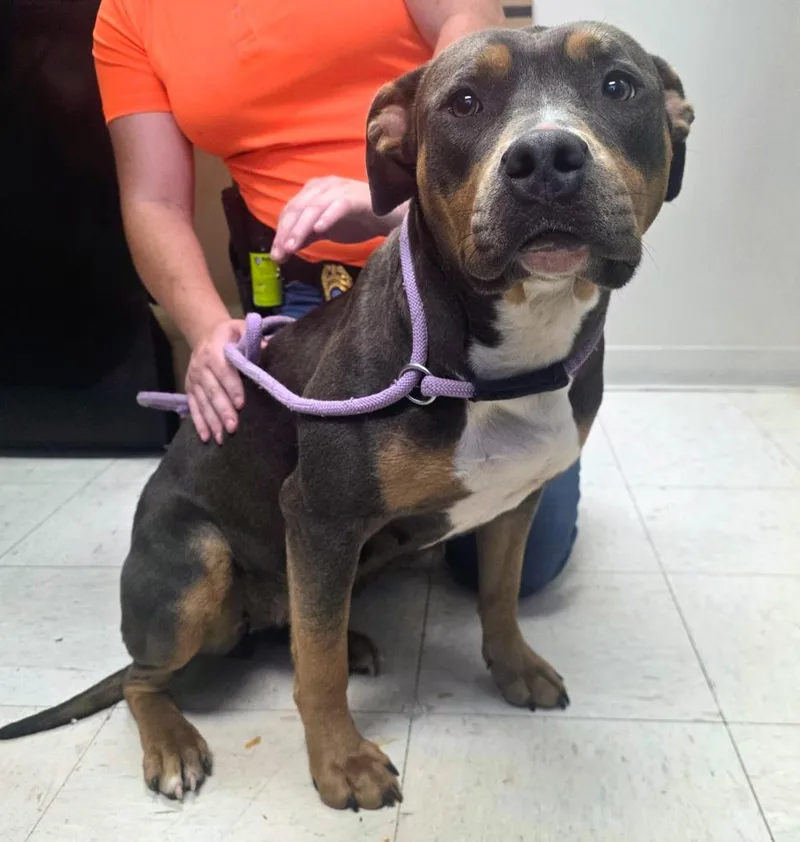 An adult medium-sized female Pit Bull Terrier dog named Nika for adoption in New Manchester, WV