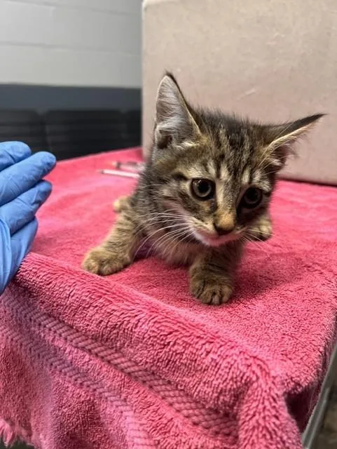 A baby small-sized male Domestic Medium Hair cat named Onyx for adoption in Tallahassee, FL