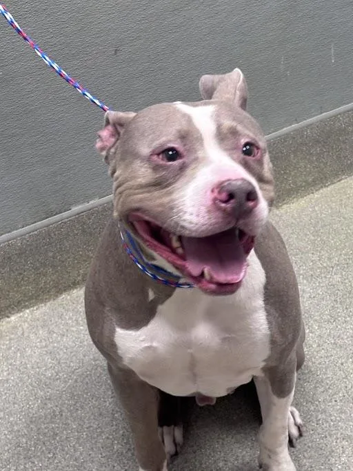 An adult large-sized male Pit Bull Terrier dog named Rocko for adoption in Las Vegas, NV