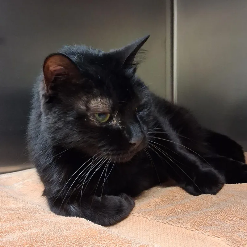 A senior large-sized male Black Domestic Short Hair cat named Brutus for adoption in Lake Jackson, TX