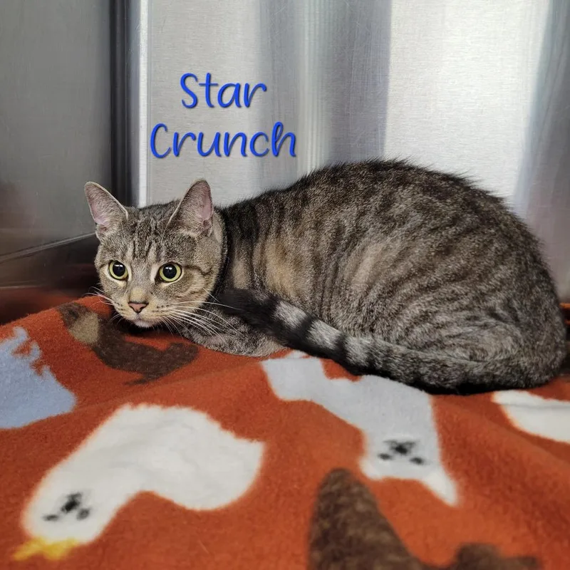 An adult medium-sized female Brown / Chocolate Domestic Short Hair cat named Star Crunch for adoption in Parkersburg, WV