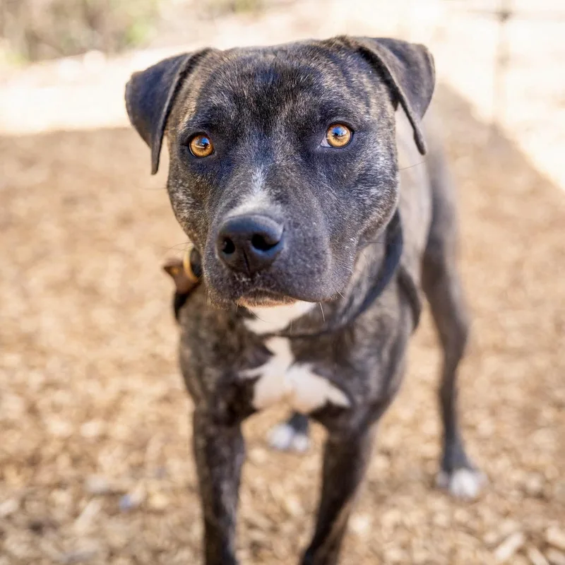 An adult medium-sized male Brindle American Staffordshire Terrier dog named Dr. Pepper for adoption in Blacksburg, VA