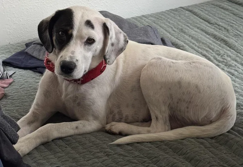A young medium-sized female Tricolor (Brown, Black, & White) Labrador Retriever dog named Paisley Mama To for adoption in Horn Lake, MS
